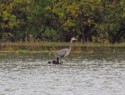Another blue heron